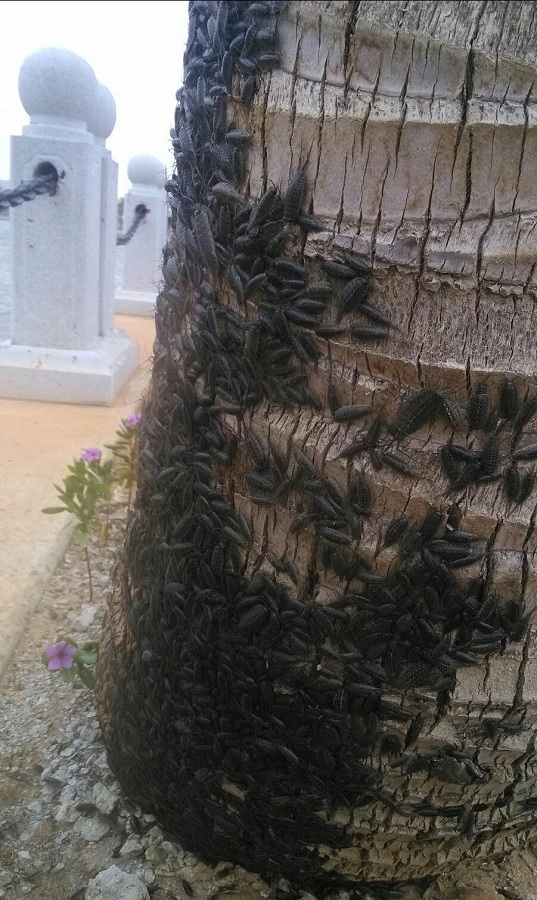 台风登陆前湛江海边现数以万计海蟑螂