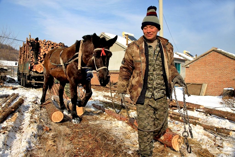 满族冬季伐木人[组]--10