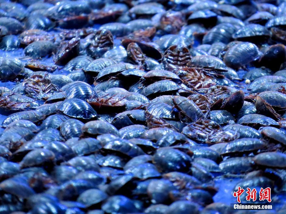 超模比赛模特赤脚走铺满活虫t台