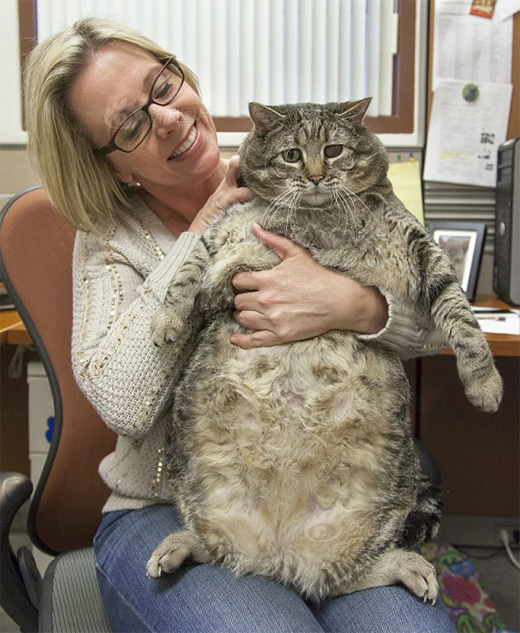 8个月的猫体重家里的2只猫 8个月大 请问体重正常吗 公猫 4 4kg 母猫 3 4 8个月的猫体重家里的2只猫 8个月大 请问体重正常吗 公猫 4 4kg 母猫 3 4
