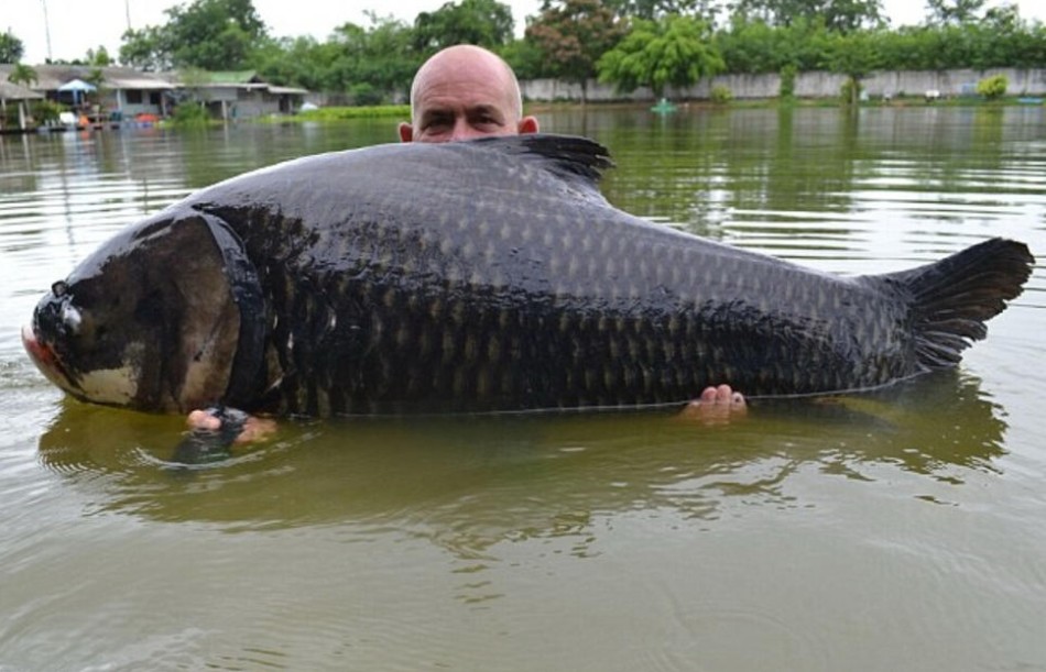 一名男子日前在泰国度假时,意外钓到一条重约68公斤的巨暹罗鲤鱼,这名