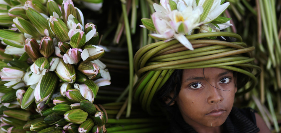 睡莲是孟加拉国