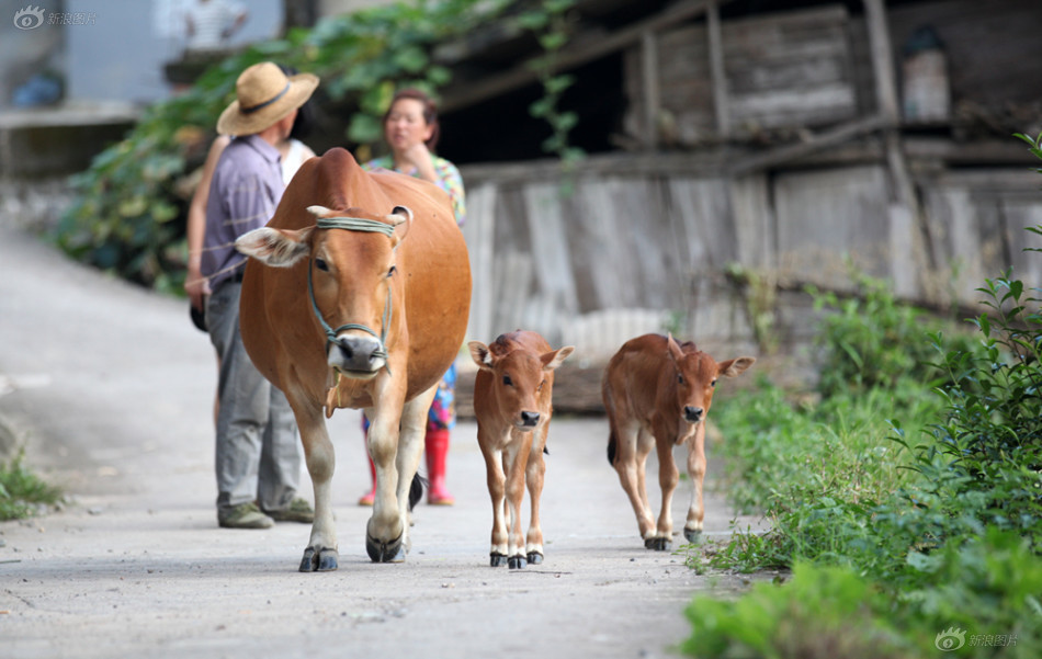 潘金平拿着树枝,赶着黄牛妈妈和"龙凤胎"牛宝宝从山上下来