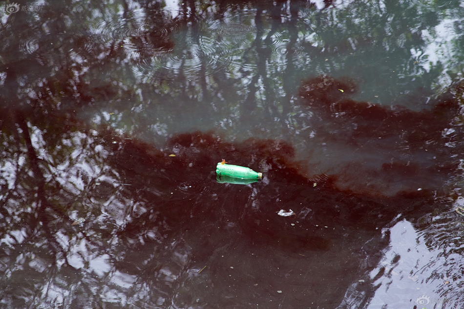 日,温州市龙湾区蒲州街道天马落河的河道水质发黑,水面上到处都是油污