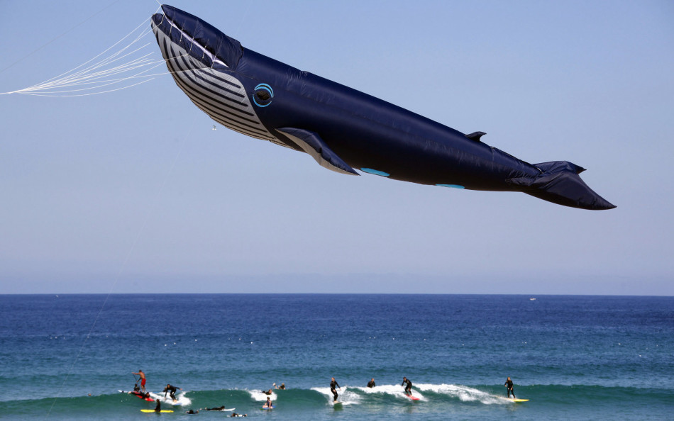 2014年9月14日,澳大利亚悉尼,邦迪沙滩举办风筝节.