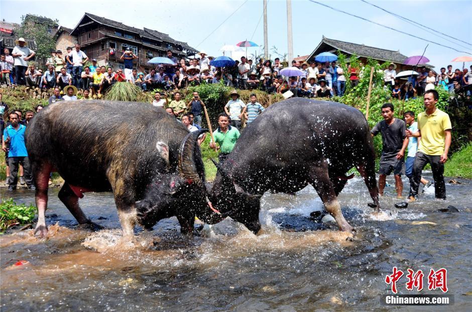 广西举办国际斗牛节庆国庆场面火爆