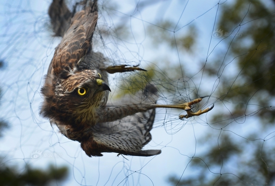 羽殇:辽宁省老铁山鸟类遭疯狂盗猎_高清图集_新浪网