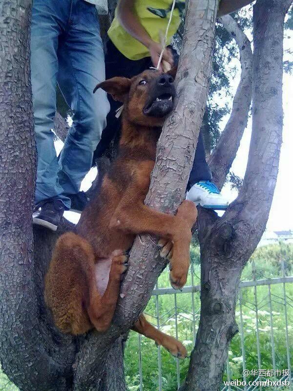 男子将狗吊树上虐杀