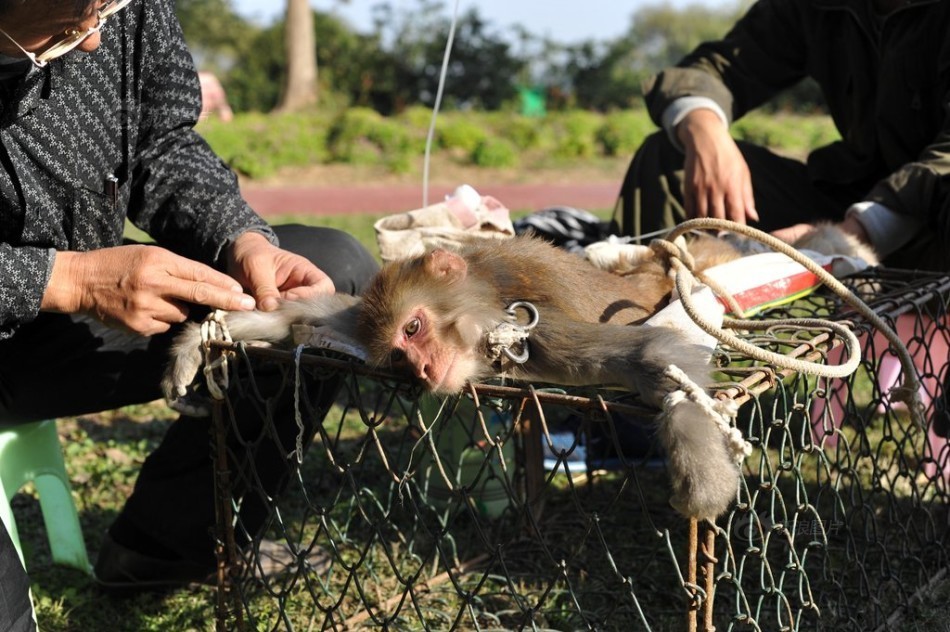 原来这只猕猴最近拉肚子比较厉害,正和人一样挂着吊瓶输液"急诊"呢.