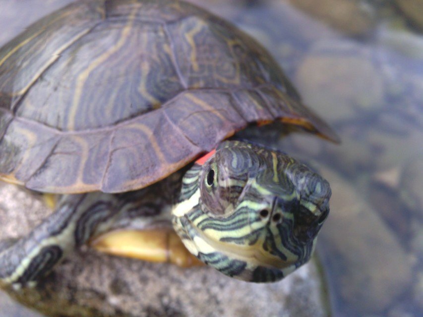 东海龙宫龟丞相九千岁驾到!