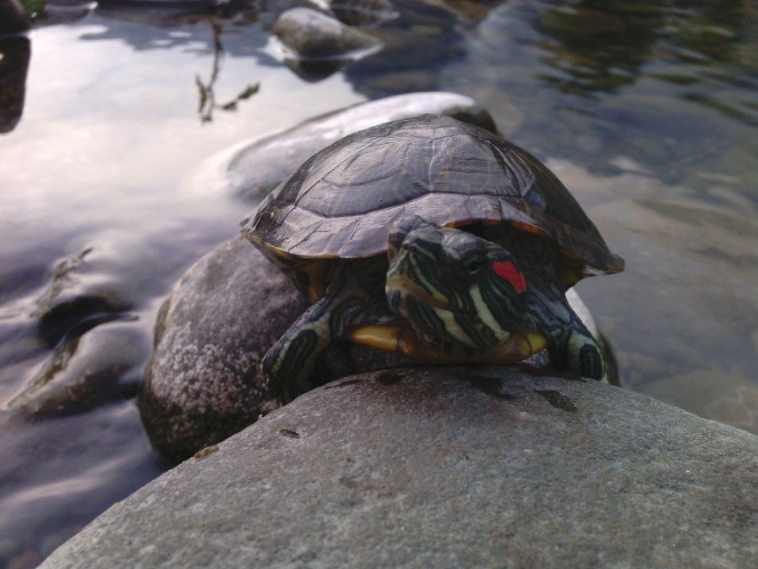 东海龙宫龟丞相九千岁驾到!