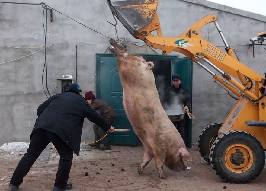 吉林大白猪两年长到735斤村民用铲车拉猪