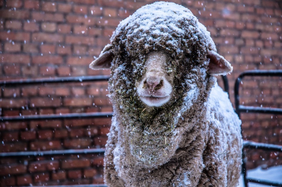 新疆石河子大雪 绵羊成"萌神"