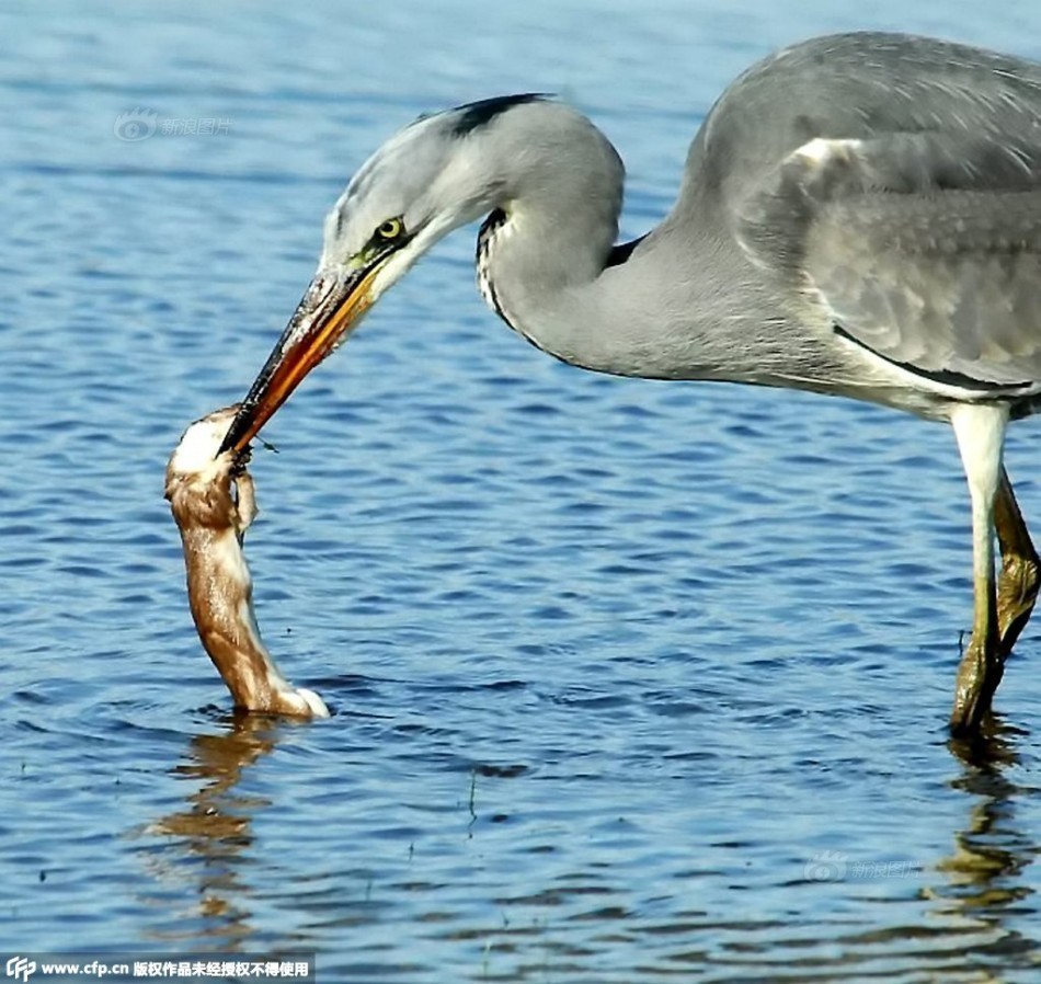 自负黄鼠狼偷袭苍鹭反被溺死吞食