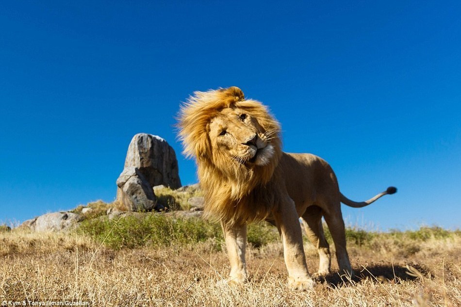 别样的角度下的非洲野生动物