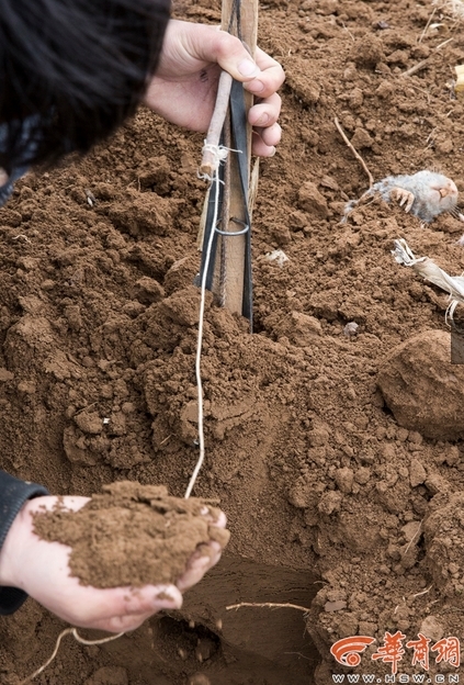 镜头下的陕北捕鼠人