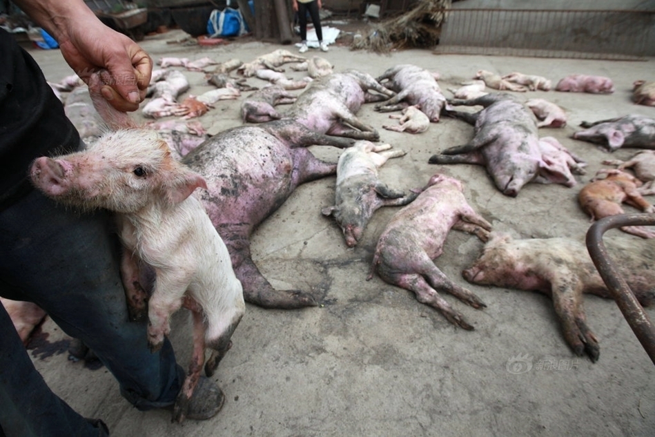 上百头猪遭电击长春一猪舍电线漏电