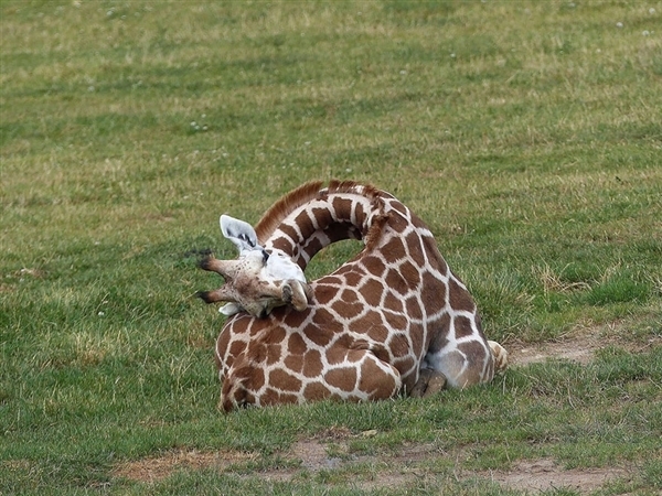 5米高的长颈鹿是如何睡觉的