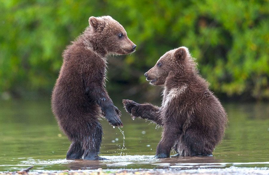 52岁的野生动物摄影师伊万诺夫拍到了两只小熊碰面时"