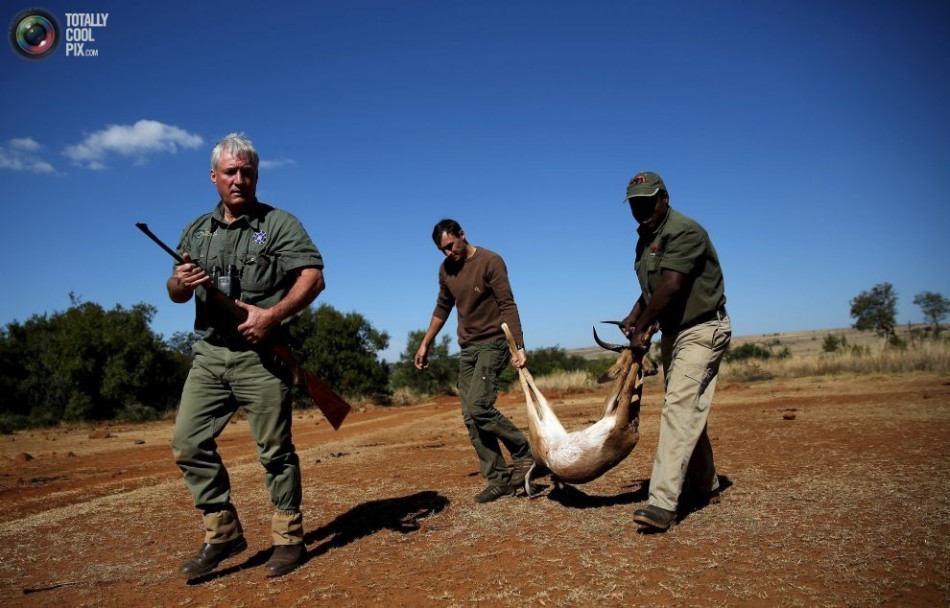 非洲合法狩猎产业:大量野生动物被制成标本