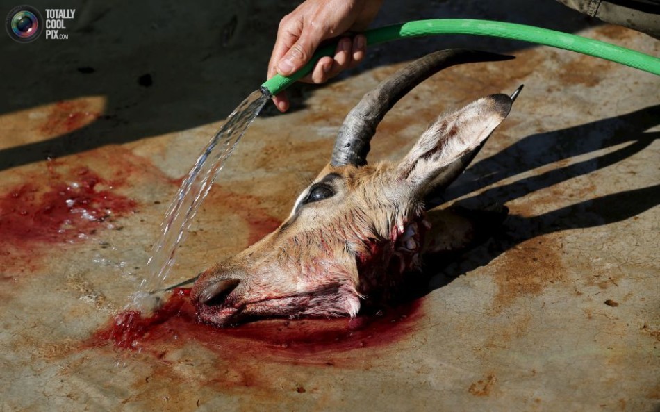 非洲合法狩猎产业:大量野生动物被制成标本