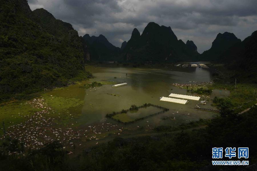 广西暴雨淹没养殖场 1.6万头猪陈尸水中