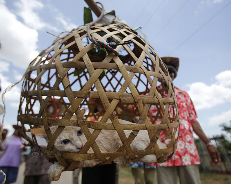 泰国遇10年大旱 村民抬猫求雨