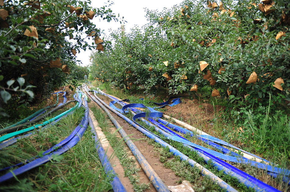 农民用抽上来的水浇灌果园.