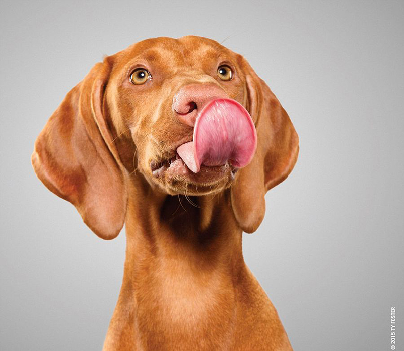 摄影师抓拍宠物狗舔鼻子瞬间呆萌画面