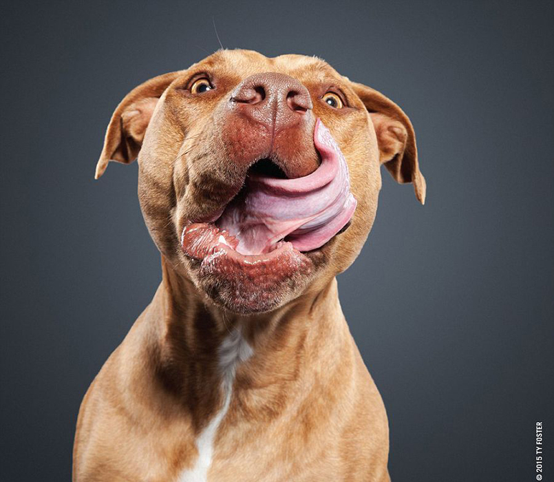 摄影师抓拍宠物狗舔鼻子瞬间呆萌画面