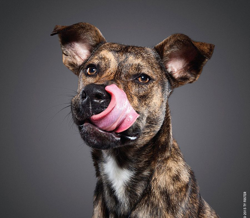 摄影师抓拍宠物狗舔鼻子瞬间呆萌画面