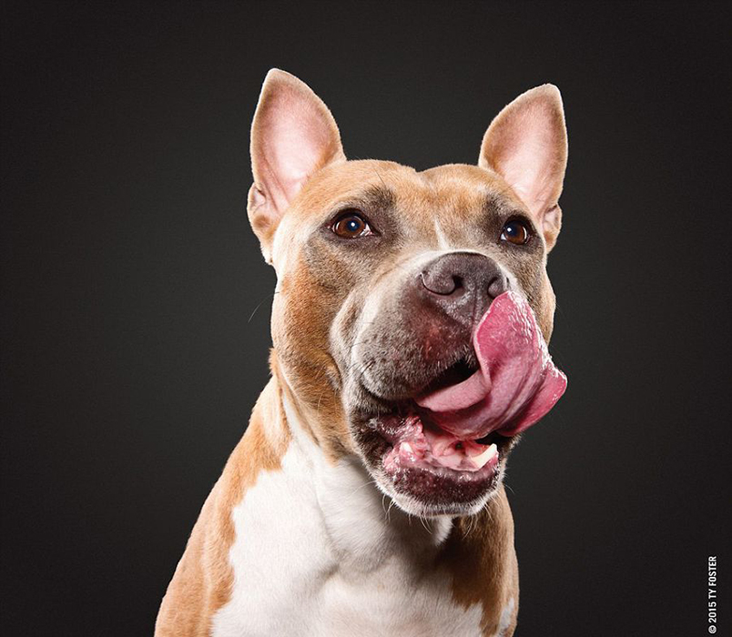 摄影师抓拍宠物狗舔鼻子瞬间呆萌画面