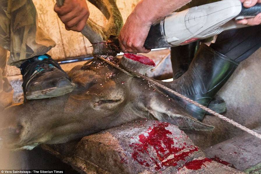 西伯利亚赤鹿惨遭割角 场面触目惊心