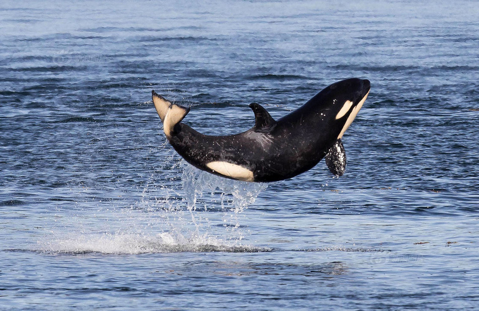 新浪移动|图集详情