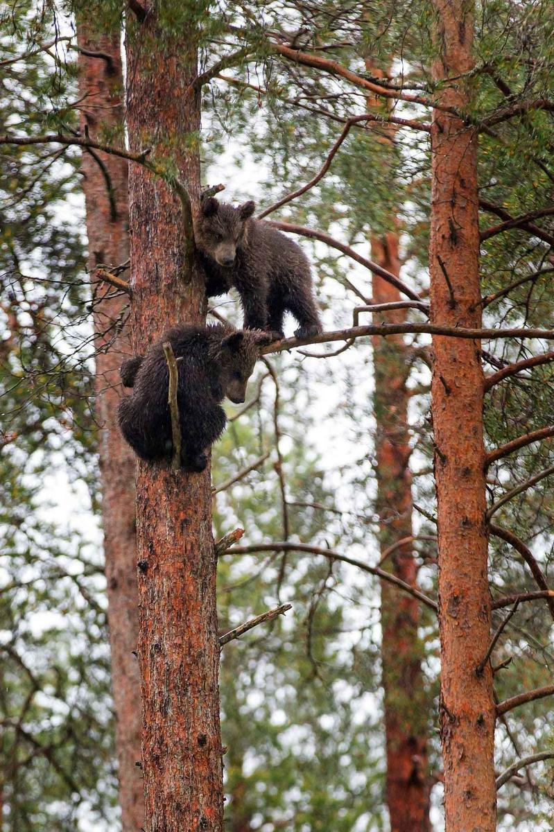 芬兰维卡提,20岁的摄影师ville pkknen拍摄了一组熊宝宝上树的滑稽