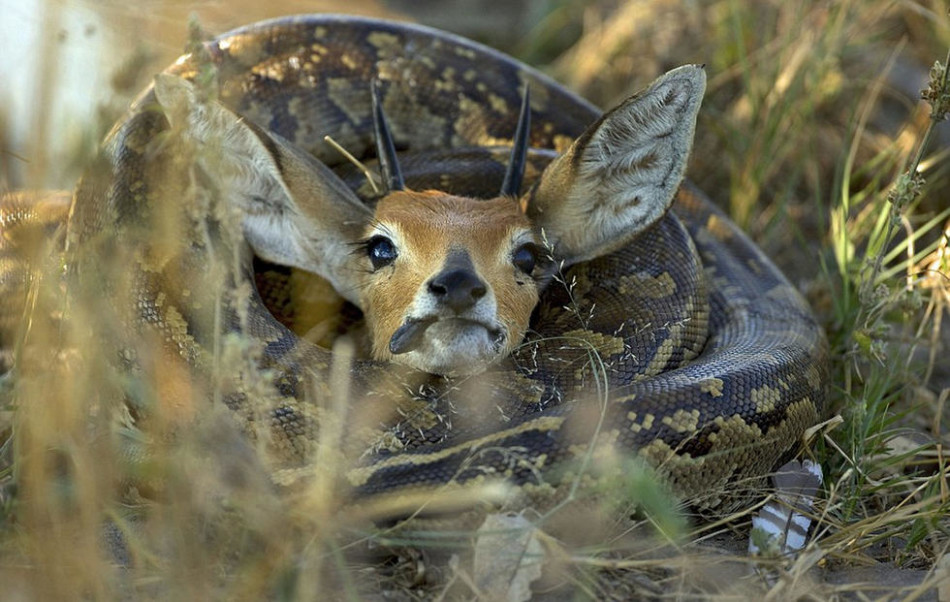 非洲巨蟒吞食野山羊 吞咽过程达24小时_高清图集_新浪网