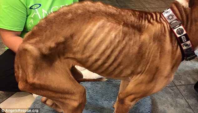 被遗弃的流浪狗骨瘦如柴 无法分辨其品种_高清图集_新浪网