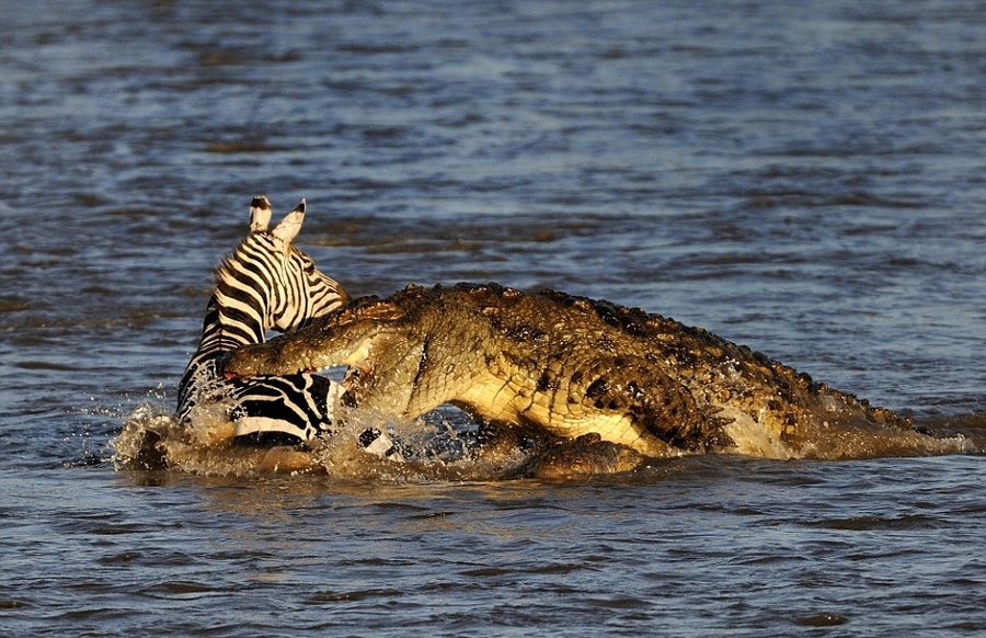 肯尼亚迁徙斑马惨遭鳄鱼围攻被活吞