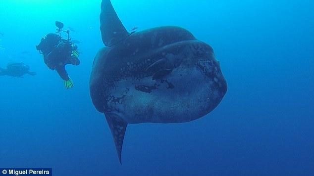 5米巨型丑萌翻车鱼走红网络