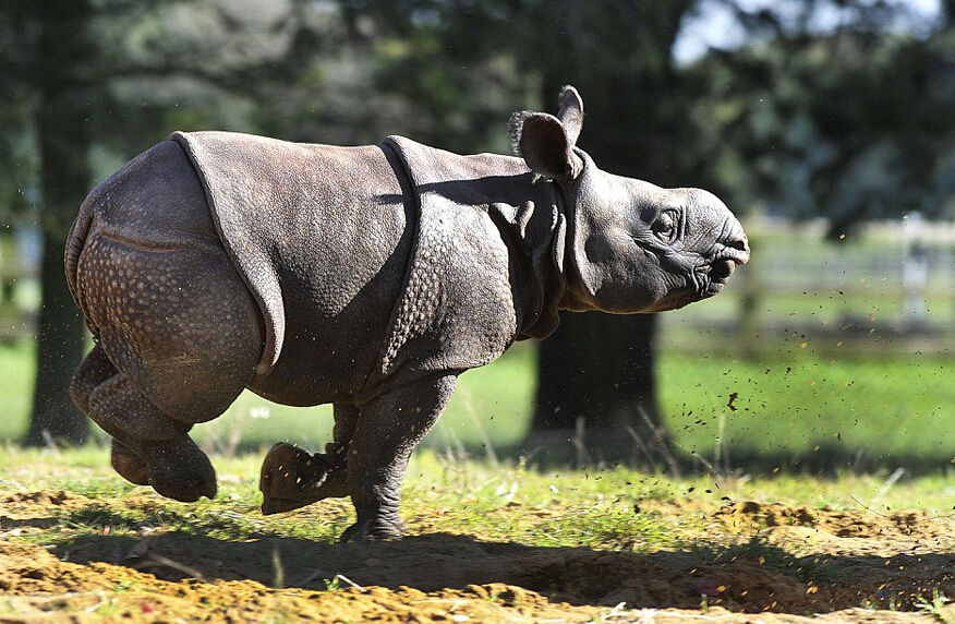 英满月犀牛宝宝首亮相