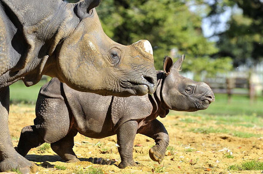 英满月犀牛宝宝首亮相