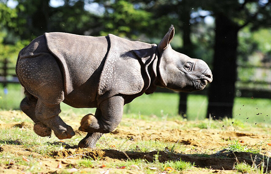 英满月犀牛宝宝首亮相