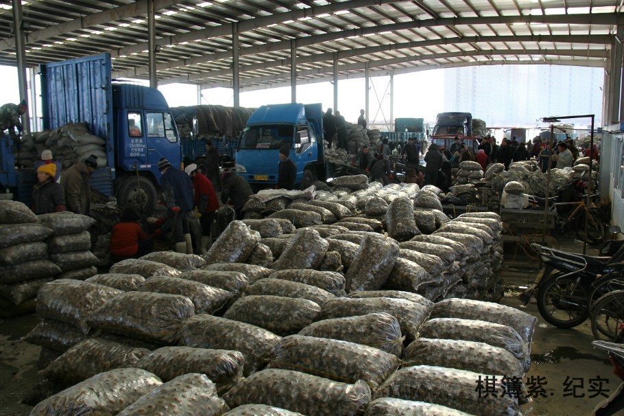 辽宁黄蚬子丰收 日进200万斤堆成山