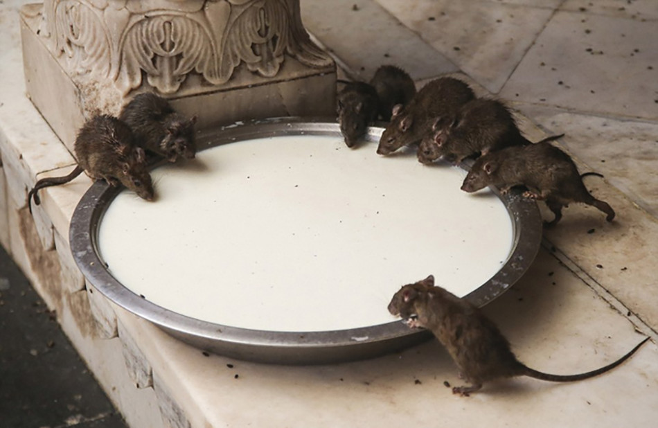 印度寺庙供奉两万只老鼠 将其视作圣物