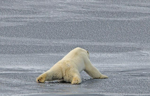 北极熊在地上滑表情包图片