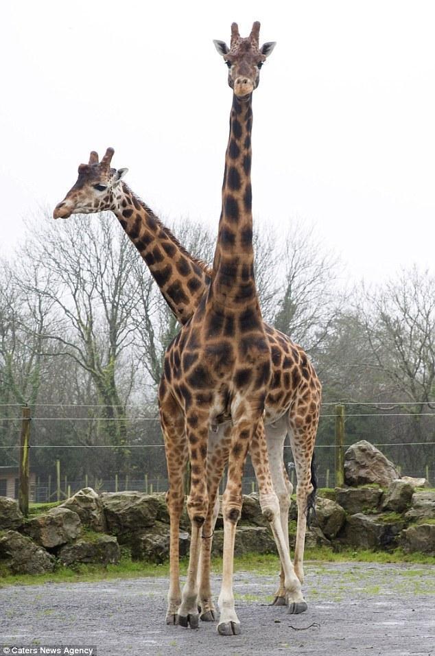 呆萌长颈鹿身高近6米 个太高只能打光棍_高清图集_新浪网