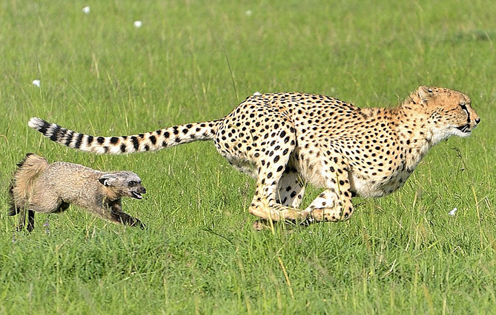 豹子正捕杀着猎物 突然遭猎物倒追