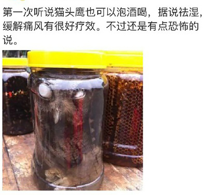 网曝"猫头鹰泡酒"照 卖家称活体制成_高清图集_新浪网