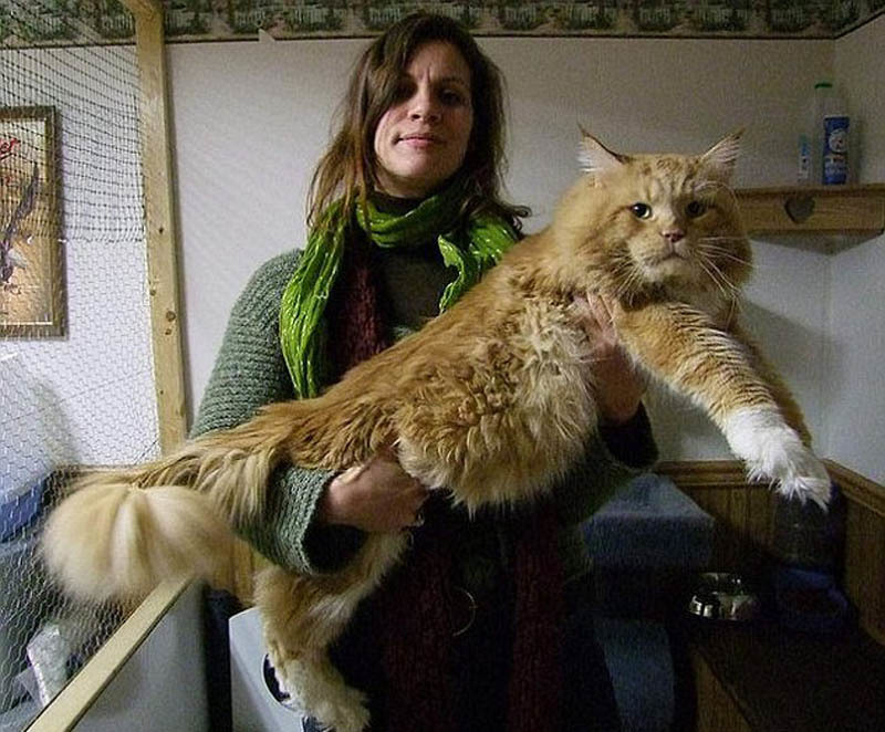 网友争相晒巨猫 猫咪最大身长1米