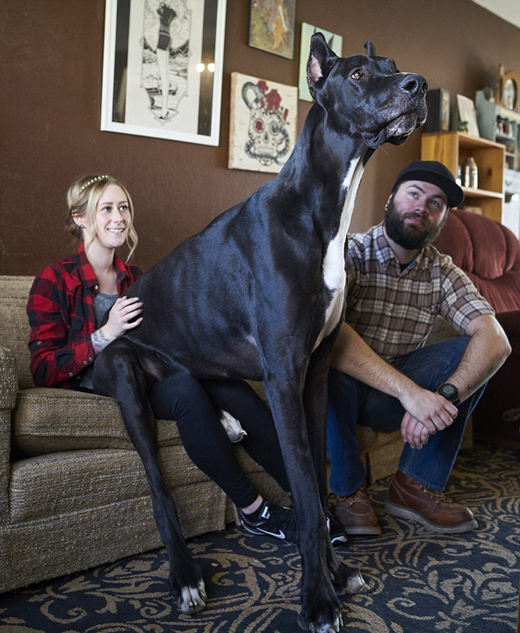 美2.1米高大丹狗或成"世界最高狗" (2/6)